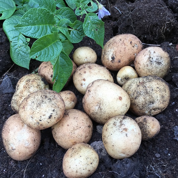 Rocket Seed Potatoes